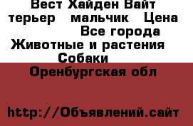 Вест Хайден Вайт терьер - мальчик › Цена ­ 35 000 - Все города Животные и растения » Собаки   . Оренбургская обл.